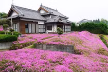 Vườn hoa đẹp như mơ cụ ông tự tay trồng dành tặng người vợ mù