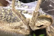 Lạnh gáy cảnh 200 nhện thợ săn bò quanh mẹ khổng lồ đòi ăn