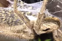 Lạnh gáy cảnh 200 nhện thợ săn bò quanh mẹ khổng lồ đòi ăn