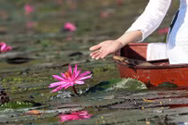 Ngược dòng suối Yến ngắm hoa súng nở rộ một góc trời