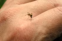 5 điều khiến muỗi đốt bạn nhiều hơn, hãy cẩn thận