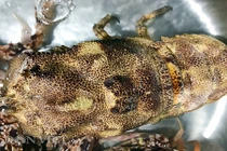 Loài tôm đặc biệt này có giá hơn nửa chỉ vàng 