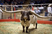 Chú bò có sừng dài nhất thế giới giá 3,75 tỷ đồng