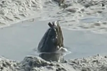 Tranh cãi quanh sinh vật bí ẩn thò đầu khổng lồ lên mặt sông