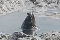 Tranh cãi quanh sinh vật bí ẩn thò đầu khổng lồ lên mặt sông