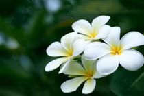 Những tác dụng chữa bệnh tuyệt vời của cây đại