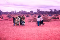 Đồi cỏ hồng ở Gia Lai đẹp rực rỡ không tưởng