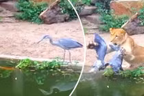 Cò xuống hồ bắt cá, không ngờ gặp đối thủ kinh hoàng 