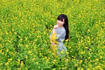 Ngẩn ngơ ngắm cánh đồng hoa cải vàng ở ngoại thành Hà Nội