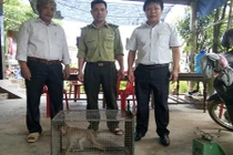 Hai con khỉ quý hiếm đi lạc vào nhà dân ở Quảng Bình