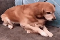 Chó mẹ ôm chặt chó con vì sợ đem bán gây sốt mạng