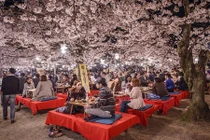 12 bức ảnh đẹp ảo diệu về mùa hoa anh đào