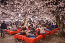 12 bức ảnh đẹp ảo diệu về mùa hoa anh đào