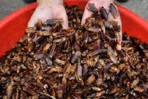 Kinh dị nghề nuôi gián kiếm hàng nghìn đô của sinh viên 