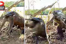 Rồng Komodo khổng lồ nuốt chửng khỉ trong tích tắc