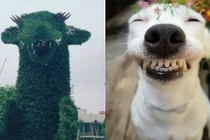 Sau rồng Hải Phòng, đến lượt rồng Thanh Hóa được chế ảnh