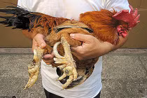 “Săn” gà chín cựa quý hiếm nơi đại ngàn Phú Thọ