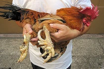 “Săn” gà chín cựa quý hiếm nơi đại ngàn Phú Thọ