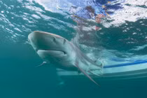 Phát hoảng cảnh hàng nghìn cá mập vây kín bờ biển Mỹ