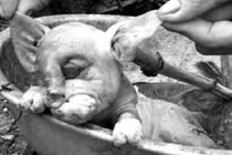 Kỳ dị chuyện lợn đẻ ra...“voi” ở Nghệ An