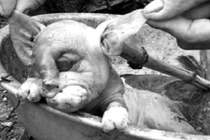 Kỳ dị chuyện lợn đẻ ra...“voi” ở Nghệ An