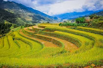 Ruộng bậc thang Mù Cang Chải thơ mộng mùa lúa chín