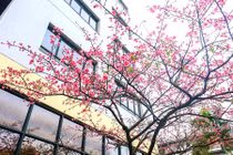 “Khoảng sân thần tiên” rực sắc hoa anh đào ở Hà Nội