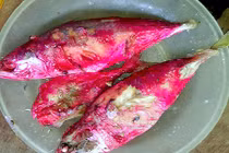 Kết luận nguyên nhân cá bạc má đổi màu đỏ sau một đêm ở Hà Tĩnh