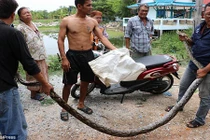 Thất kinh bắt được trăn khổng lồ trong nhà có trẻ em