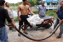 Thất kinh bắt được trăn khổng lồ trong nhà có trẻ em