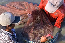 Khó tin: Nuôi tôm một vụ thành luôn tỷ phú