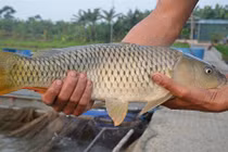 Biến cá chép thường thành cá giòn nhờ hạt đậu “thần kì”