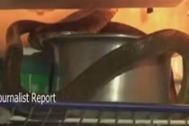 Rắn hổ mang chui vào tủ lạnh nhà dân tránh nóng 