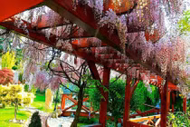 Khu vườn đẹp như thiên đường của mẹ Việt ở Séc