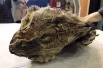 Phát hiện bất ngờ về xác ướp sư tử 55.000 năm tuổi 