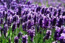 8 loại cây nên đặt trong phòng ngủ 