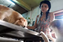 Chuyện về cô nàng độc thân nuôi 91 con chó ở Sài Gòn