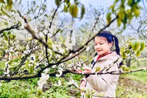 Du khách đổ xô đi ngắm hoa mận, Mộc Châu "thất thủ"