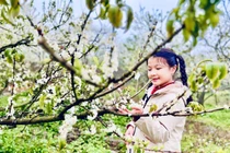 Du khách đổ xô đi ngắm hoa mận, Mộc Châu "thất thủ"