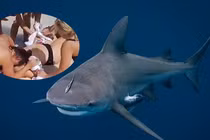 Liều mình chụp ảnh với cá mập, nữ du khách bị cắn đứt tay