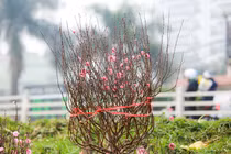 Chợ hoa lớn nhất Hà Nội nhộn nhịp trước thềm Tết Nguyên đán 2021