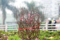 Chợ hoa lớn nhất Hà Nội nhộn nhịp trước thềm Tết Nguyên đán 2021