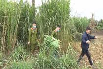 2 anh em trồng gần 350 cây thuốc phiện trong vườn nhà