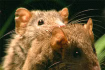 5 loài động vật “làm chuyện ấy” bạt mạng và hết mình nhất