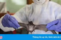 Phát hiện mới về chủng virus tương tự SARS-CoV-2 tại Thái Lan