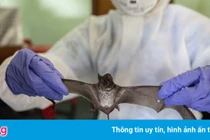 Phát hiện mới về chủng virus tương tự SARS-CoV-2 tại Thái Lan