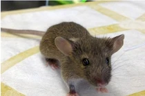 Huấn luyện chuột khổng lồ thành... chuyên gia dò mìn