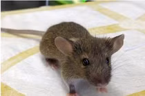 Huấn luyện chuột khổng lồ thành... chuyên gia dò mìn