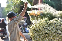 Cúc Hoạ mi đầu mùa xuống phố, dân buôn hét giá cả trăm nghìn/bó