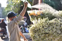 Cúc Hoạ mi đầu mùa xuống phố, dân buôn hét giá cả trăm nghìn/bó